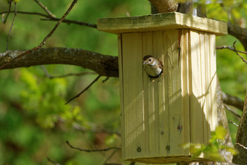 European pied flycatcher, female