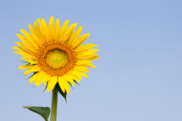 Sunflower with blue sky