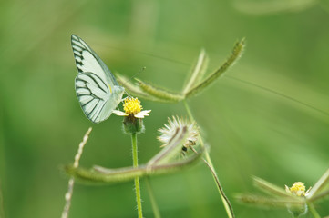 butterfly and flower with green background.
