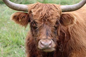 Highland Rind im Saastal. Wallis. Schweiz 