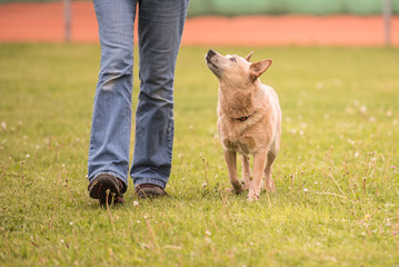  Hund läuft mit Hundeführer- Australien Cattle dog