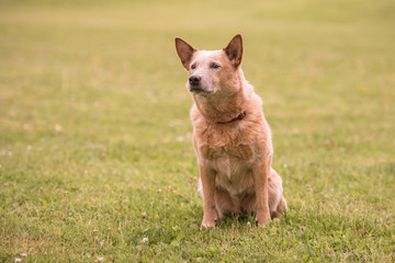 Naklejka premium Hund macht ein perfektes Sitz - Australien Cattle dog