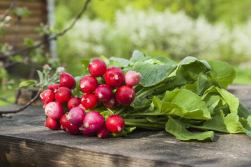 Radish bunch
