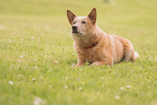 Hund macht ein Platz - Australien Cattle dog