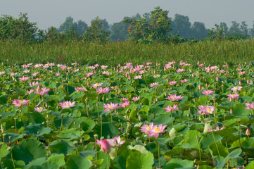 Lotus flower blossom