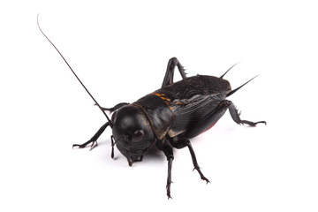 Field cricket isolated on white