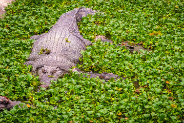 Crocodile in water between plants