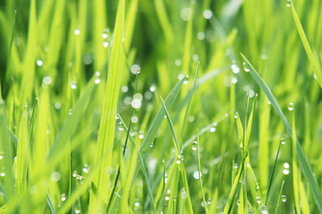 Morning grass with dew drops