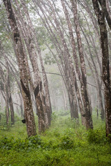 Rubber trees plantation