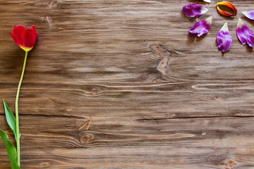 Naklejka na ściany i meble petals of tulip on the wooden background