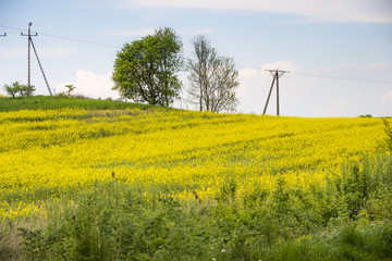 Pole kwitnącego rzepaku na wsi w pagórkowatym terenie