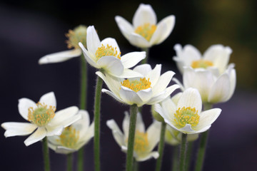 Naklejka na ściany i meble Small-flowered Anemone flower