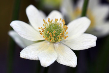 Anemone multifida flowers