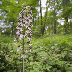 Purpurknabenkraut Orchidee im Auwald
