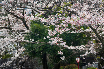 Sakura season in Japan, Cherry Blossom with Soft focus,