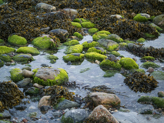 Naklejka na ściany i meble Green stones on a beach.