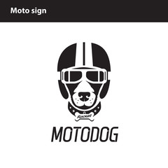 dog in helmet, favorite pet