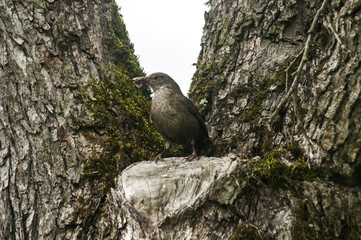 Song Thrush perched on old cherry tree background