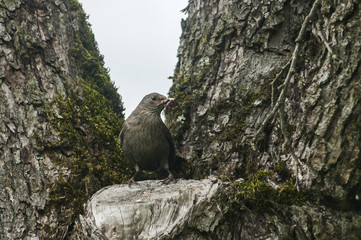 Song Thrush perched on old cherry tree background