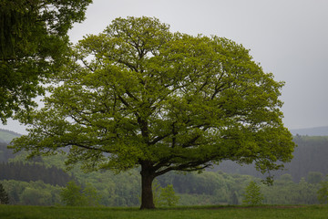 Fototapeta premium Frühling im Sauerland