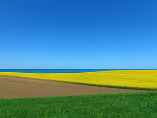 Fototapeta na wymiar Agrarlandschaft mit Rapsfeld am Meer