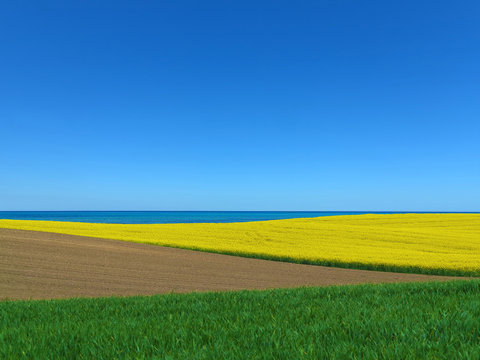 Agrarlandschaft mit Rapsfeld am Meer