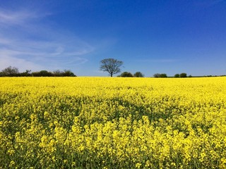 Obraz premium Rapsfeld in Schleswig-Holstein