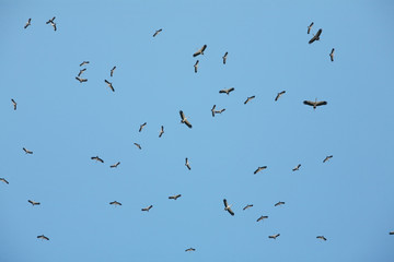lot of asian openbill fly over blue sky.