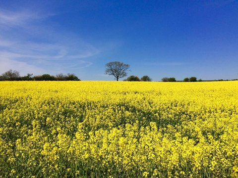 Rapsfeld in Schleswig-Holstein