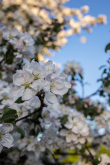 beautiful flowers of apple trees in the evening in the spring close up on a background of blue sky