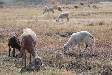 Obraz na płótnie Canvas goat and sheep in a field.
