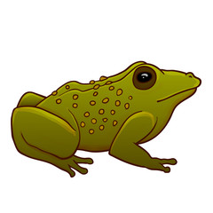 Toad illustration