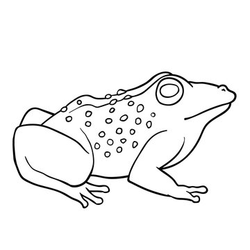 Coloring book: Toad