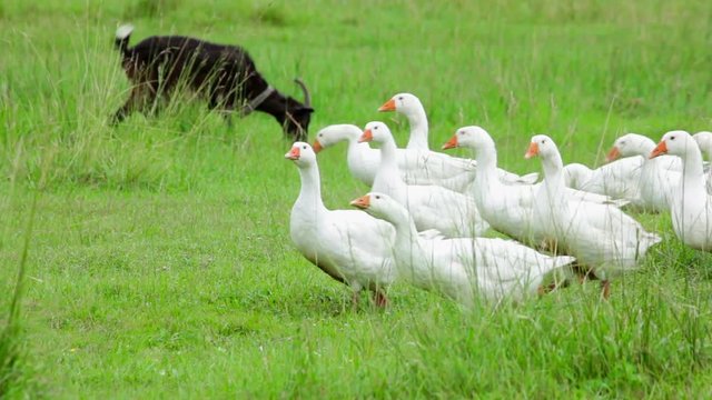 Geese and goat grazing on green field