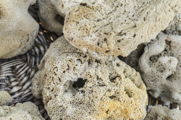 closeup of a natural sponges