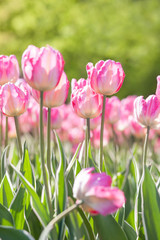 white-pink tulips closeup vertical photo