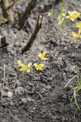 close up branch with young leaves in spring