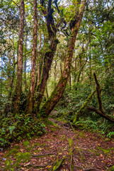 Obraz premium Rain forest in Cameron highlands, Malaysia