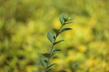 Green leaf with selective focus