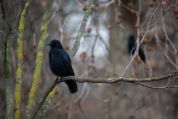 Common Raven (Corvus corax)