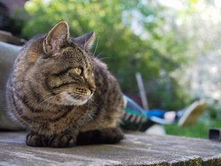 Big gray striped cat resting. Portrait of a beautiful cat in nature 