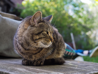 Big gray striped cat resting. Portrait of a beautiful cat in nature 