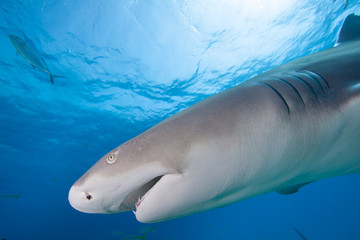 Naklejka premium Close-up of a Lemon shark's profile 
