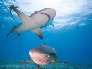 Sharks in the clean sea water 