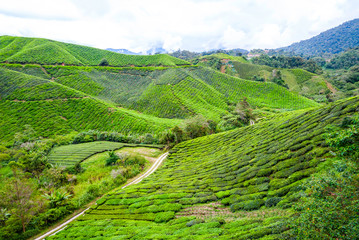 Tea plantation in Cameron Highlands, Malaysia