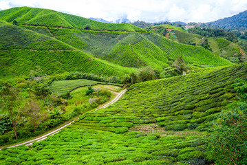 Tea plantation in Cameron Highlands, Malaysia