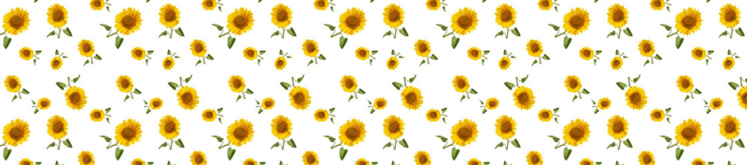 header web  panorama sunflower flower full length