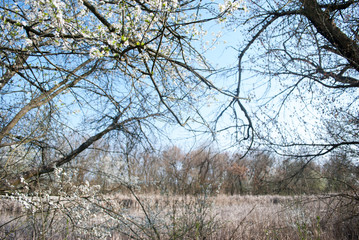 Lakeside and forest around pond at Special Nature Reserve Carska Bara - Imperial Pond near Zrenjanin Serbia