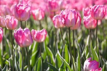 white-pink tulips closeup