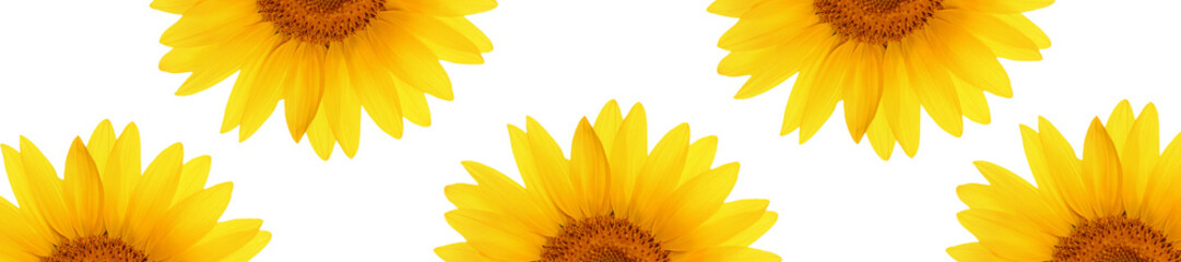 Panele Szklane Podświetlane  nagłówek panorama internetowa kwiat słonecznika na całej długości